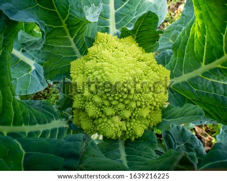 Romanesco broccoli, Roman cauliflower, Broccolo Romanesco, Romanesque cauliflower is an edible flower bud of the species Brassica oleracea. 