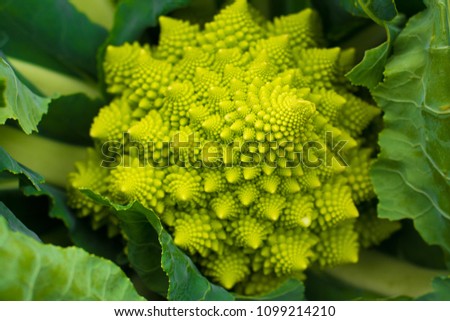 Romanesco broccoli. Broccoli varieties of cauliflower mixture. It looks very beautiful and amazing. Although the look is bizarre, but filled with lots of nutrients