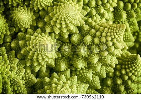 Romanesco broccoli vegetable represents a natural fractal pattern and is rich in vitimans. First documented in Italy originating from the Brassica oleracea family. Close up view of the fractal spirals