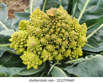 Romanesco cabbage. Brassica oleracea Botrytis Group 'Romanesco'. Brassica cretica. Cretan cabbage. Romanesco in the garden. Roman cabbage. Cauliflower and broccoli. Cabbage in the form of a spiral - Shutterstock ID 2212759669
