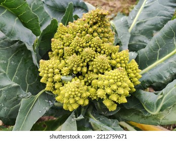 Romanesco cabbage. Brassica oleracea Botrytis Group 'Romanesco'. Brassica cretica. Cretan cabbage. Romanesco in the garden. Roman cabbage. Cauliflower and broccoli. Cabbage in the form of a spiral - Shutterstock ID 2212759671