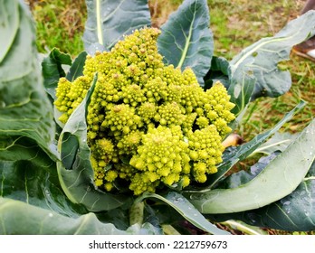 Romanesco cabbage. Brassica oleracea Botrytis Group 'Romanesco'. Brassica cretica. Cretan cabbage. Romanesco in the garden. Roman cabbage. Cauliflower and broccoli. Cabbage in the form of a spiral - Shutterstock ID 2212759673