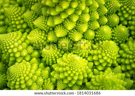 Romanesco cabbage head close-up. Vegetable background of green cabbage. The variety of cabbage Romanesco. Agricultural business. Botanical green background.