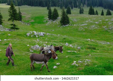 ROMANIA, ROMANIAN CARPATHIANS - Around July 2018: Old Man Leading Donkeys Carrying Metal Canisters On Green Grass. On The Route From Zărneşti To Cabana Curmătura.