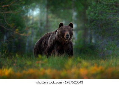 Romania wildlife. Brown bear walking in forest, morning light. Dangerous animal in nature taiga and meadow habitat. Wildlife scene from Romania. Cotton grass bloom around the lake, summer.