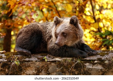 Romanian Brown Bear (Ursus Arctos)