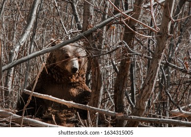 Romanian Friendly Brown Bear As Seen In The Forest