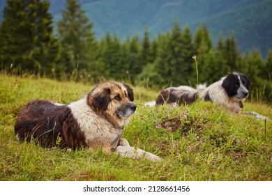 Romanian Mioritic Shepherd Dog Laying On Mountain Grass