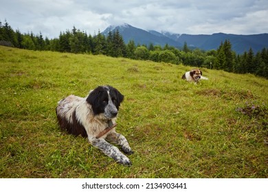 Romanian Mioritic Shepherd Dog Laying On Mountain Grass