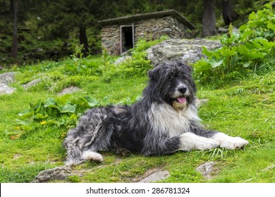 Romanian Mioritic Shepherd Dog Laying On Mountain Grass