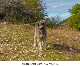 Romanian Mioritic Shepherd Dog In Mountain On A Autumn Day .