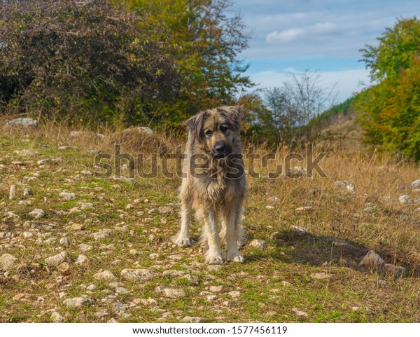 are romanian shepherds mioritic dogs