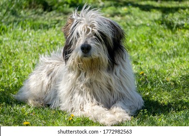 Romanian Mioritic Shepherd Dog Photo.