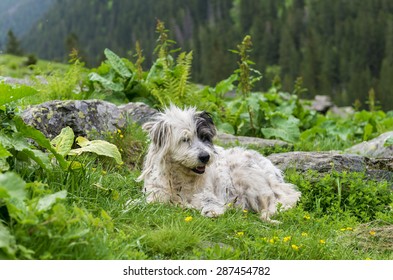 Romanian Mioritic Shepherd Dog Resting On Green Grass