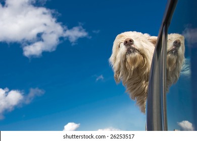 Romanian shepherd dog enjoying a ride with the car.