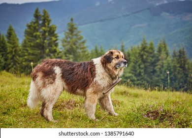 Romanian Shepherd Dog High Res Stock Images Shutterstock