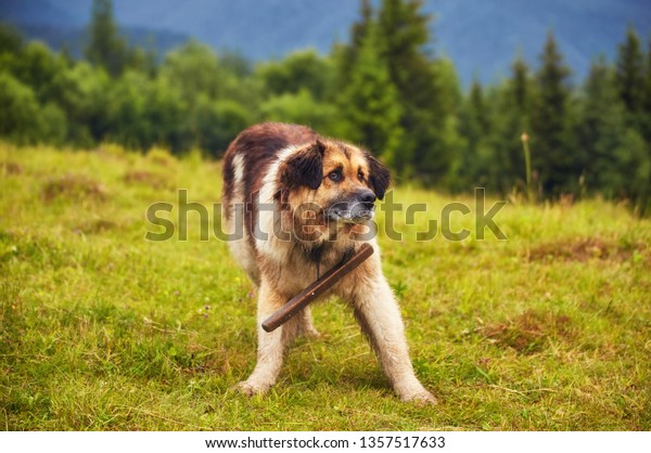 are romanian shepherds mioritic dogs