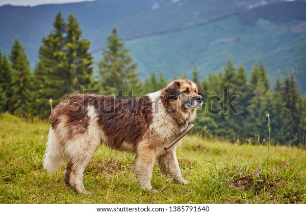 are romanian shepherds mioritic dogs