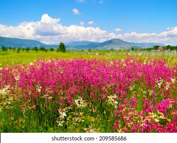 Romanian summer countryside with green fields and wildflowers - Powered by Shutterstock