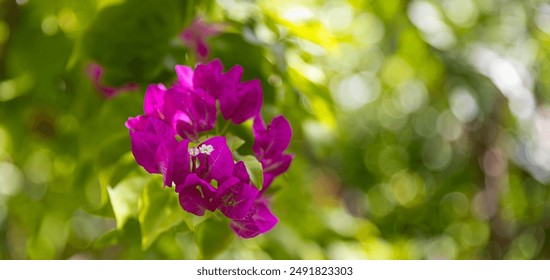 Romantic beautiful pink flower bush flowers. Closeup flowers full bloom serene lush and green foliage. Nature bougainvillea sunny scenery peaceful flowers tranquility blur natural Mediterranean flora - Powered by Shutterstock