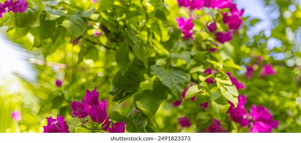 Romantic beautiful pink flower bush flowers. Closeup flowers full bloom serene lush and green foliage. Nature bougainvillea sunny scenery peaceful flowers tranquility blur natural Mediterranean flora - Powered by Shutterstock