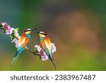 Romantic birds. Colorful nature. Birds: European Bee-eater. Merops apiaster.