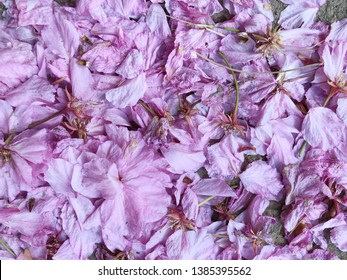 Romantic cherry blossom on nature background in Spring season.Pink tone.petal.flower on ground.