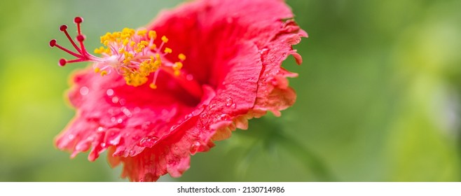 Romantic colorful beautiful hibiscus flower in nature, flower leaf and hibiscus flower in garden. Exotic tropical island nature garden, blooming hibiscus flower in blurred green landscape
