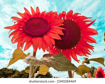 romantic couple of big red sunflowers. unreal colors. agriculture field in Slovakia. summer nature wallpaper. blue sky with clouds.