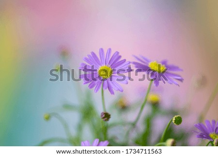 Similar – Multicolored Flowers Daisy