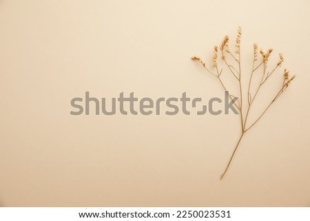 Romantic dried flowers on a solid background