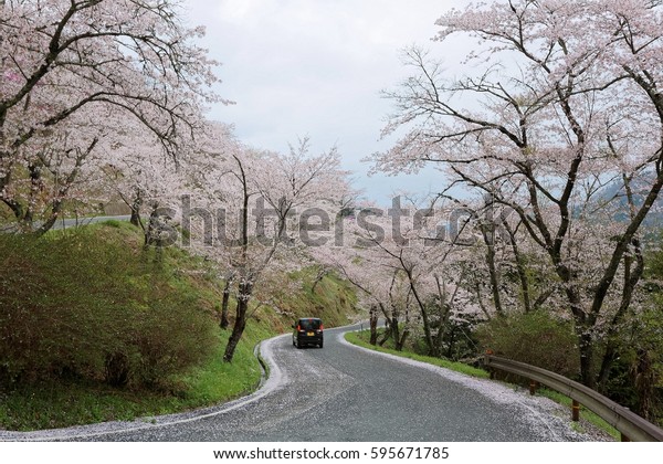 A romantic drive on a curvy mountain highway\
with beautiful cherry blossom trees, in Miyasumi Park, Okayama,\
Japan ~ Spring scenery of sakura namiki ( archway of cherry trees )\
in Japanese countryside