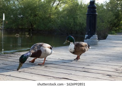 Romantic Duck Couple In Waterloo Park, Ontario