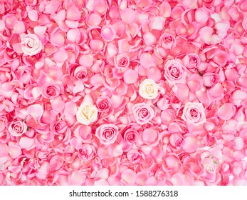 Romantic Floral Frame Background. Valentines Day Background, Pink Rose Petals On White Background. Flat Lay, Top View