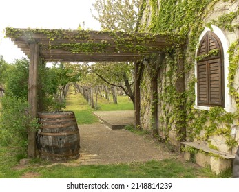 Romantic Green Wine Cellar In The Vineyard In Etyek, Hungary