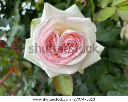 Romantic Macro Shot of a White Rose Featuring a Pink Heart Core