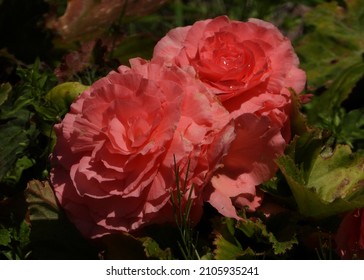 
Romantic Memories Of Pink Carnation Flowers					