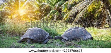 Romantic moment with two giant tortoises that want to kiss in nature. Wild animals in love.