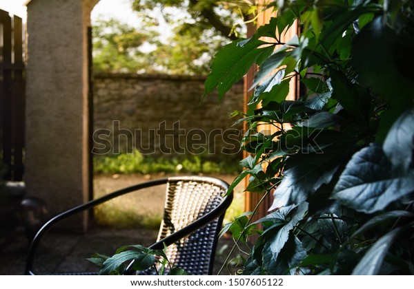 Romantic Mood Green Leaves Garden Chair Stock Photo Edit Now