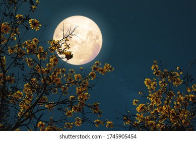 Romantic Night Fantasy With Full Moon And Yellow Flower Tree.