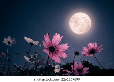 Romantic night scene - Beautiful pink flower blossom in garden with night skies and full moon. cosmos flower in night - Powered by Shutterstock