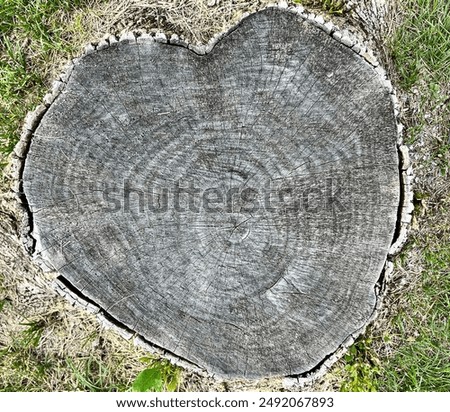 Romantic Old Tree Stump in the Shape of a Heart, Love is Everywhere