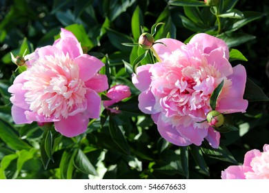 Romantic pink peonies in spring garden.
 - Shutterstock ID 546676633