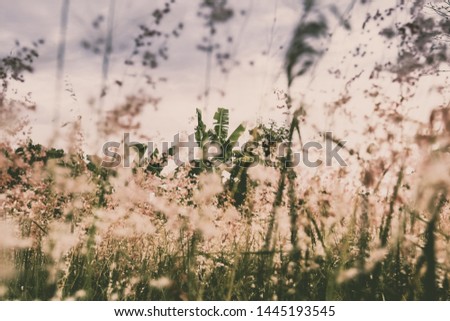 Romantic and poetic wild flower field background