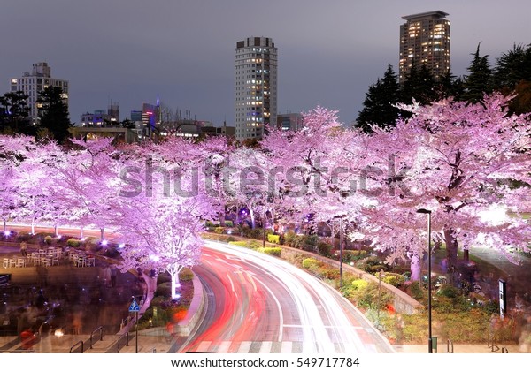 夜は六本木東京ミッドタウンの桜の光景ロマンチックな風景 桜並木 通りの交通が多い の写真素材 今すぐ編集