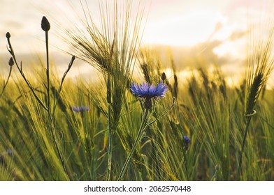 romantic shot of a cornflower in a cornfield at sunset. dreamy images