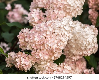 Romantic, soft and beautiful pattern pink hydrangea flowers background. Pink hydrangea flower in the garden.