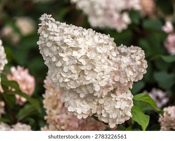 Romantic, soft and beautiful pattern pink hydrangea flowers background. Pink hydrangea flower in the garden.