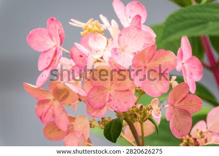Romantic, soft and beautiful pattern pink hydrangea flowers background. Pink hydrangea flower in the garden.