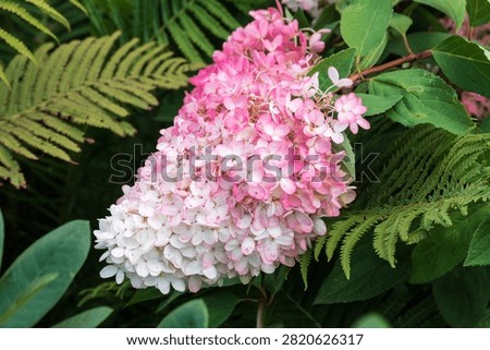 Romantic, soft and beautiful pattern pink hydrangea flowers background. Pink hydrangea flower in the garden.